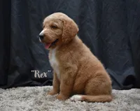 Rex, a male Labradoodle for sale in Fort Pierce, FL – 2 of 6