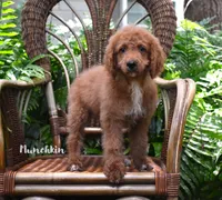 Munchkin, a female Labradoodle for sale in Daytona Beach, FL – 3 of 9
