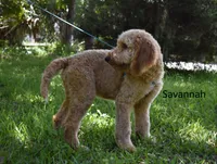 Savannah, a female Labradoodle for sale in Daytona Beach, FL – 4 of 10