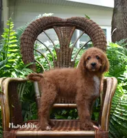 Munchkin, a female Labradoodle for sale in Daytona Beach, FL – 2 of 9
