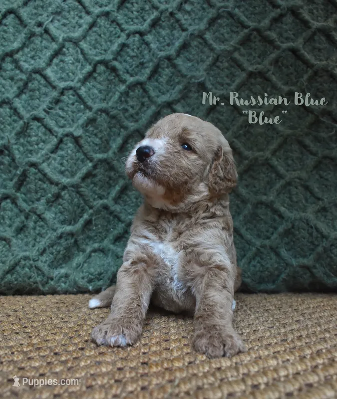 Blue, a male Labradoodle for sale in Waverly, GA – 1 of 6