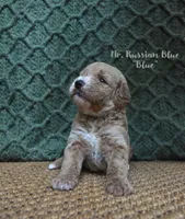 Blue, a male Labradoodle for sale in Waverly, GA – 1 of 6
