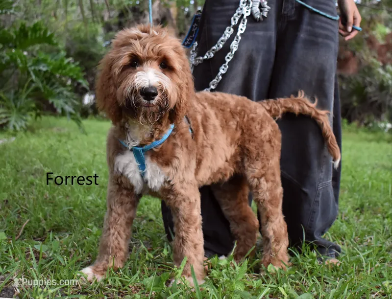Forrest – Labradoodle puppy for sale in Daytona Beach, FL