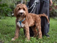 Forrest, a male Labradoodle for sale in Daytona Beach, FL – 1 of 10