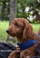 Munchkin, a female Labradoodle for sale in Daytona Beach, FL – 3 of 9