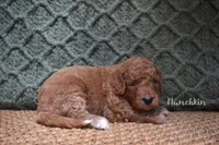 Munchkin, a female Labradoodle for sale in Waverly, GA – 3 of 3