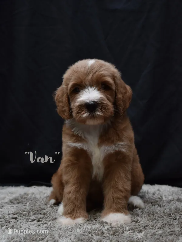 Van – Labradoodle puppy for sale in Fort Pierce, FL