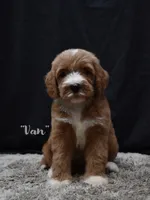 Van, a male Labradoodle for sale in Fort Pierce, FL – 1 of 6
