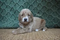 Blue, a male Labradoodle for sale in Waverly, GA – 3 of 6