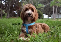 Forrest, a male Labradoodle for sale in Daytona Beach, FL – 3 of 10