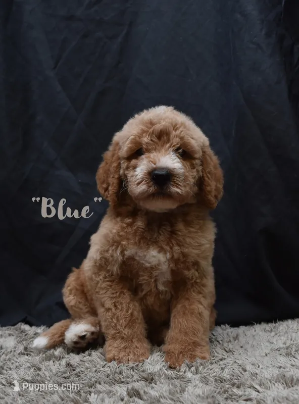 Blue – Labradoodle puppy for sale in Fort Pierce, FL