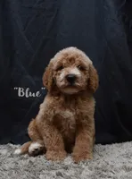 Blue, a male Labradoodle for sale in Fort Pierce, FL – 1 of 9