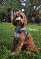 Forrest, a male Labradoodle for sale in Daytona Beach, FL – 4 of 10