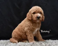 Benny, a male Labradoodle for sale in Fort Pierce, FL – 2 of 9
