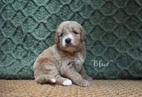Blue, a male Labradoodle for sale in Waverly, GA – 2 of 6