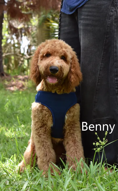 Benny – Labradoodle puppy for sale in Daytona Beach, FL
