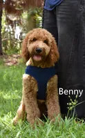 Benny, a male Labradoodle for sale in Daytona Beach, FL – 1 of 9