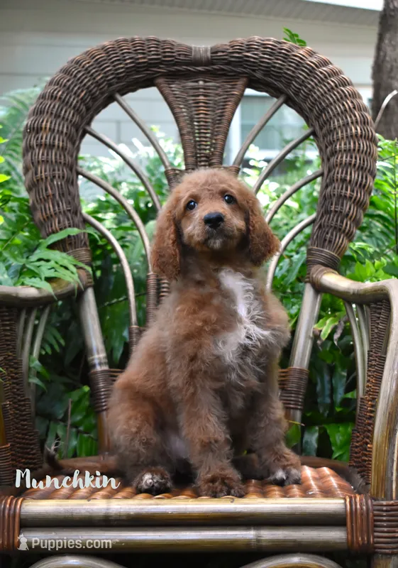 Munchkin – Labradoodle puppy for sale in Fort Pierce, FL
