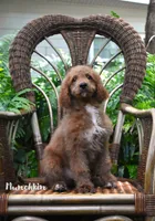 Munchkin, a female Labradoodle for sale in Daytona Beach, FL – 1 of 9