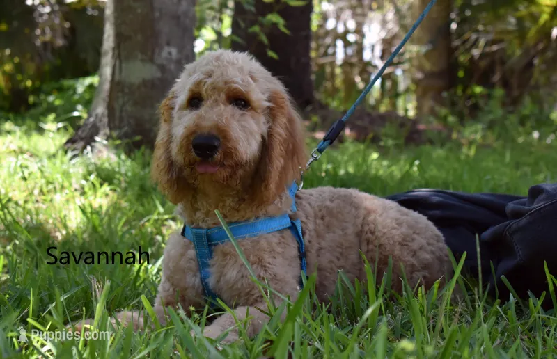Savannah – Labradoodle puppy for sale in Daytona Beach, FL