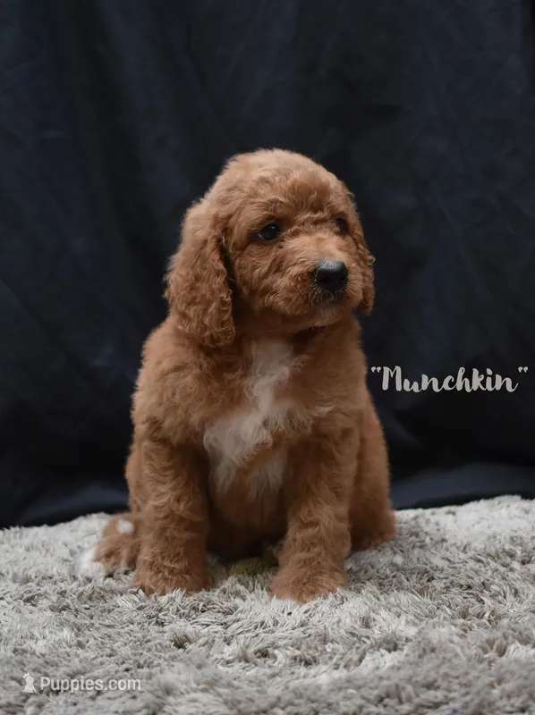 Munchkin – Labradoodle puppy for sale in Fort Pierce, FL