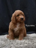 Munchkin, a female Labradoodle for sale in Fort Pierce, FL – 1 of 6