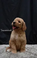 Savannah, a female Labradoodle for sale in Fort Pierce, FL – 3 of 7