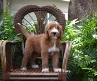 Van, a male Labradoodle for sale in Daytona Beach, FL – 2 of 10