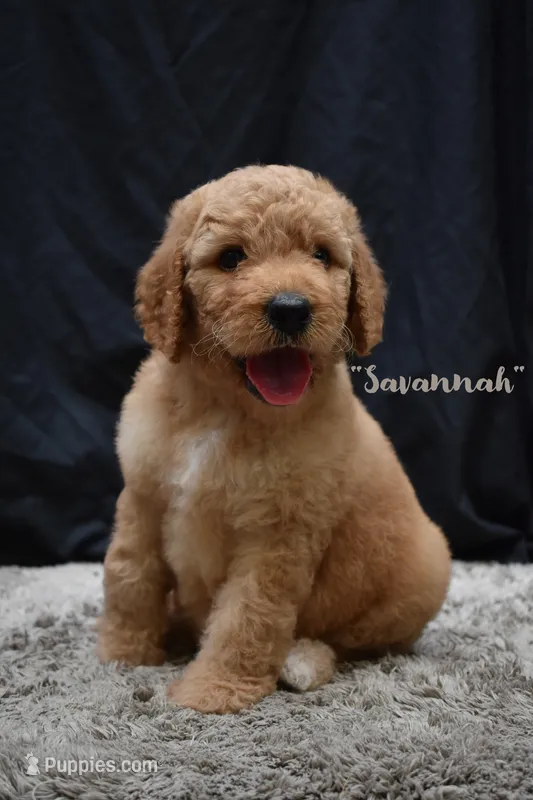 Savannah – Labradoodle puppy for sale in Fort Pierce, FL