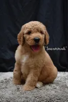 Savannah, a female Labradoodle for sale in Fort Pierce, FL – 1 of 7