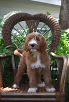 Van, a male Labradoodle for sale in Daytona Beach, FL – 3 of 10