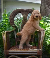 Savannah, a female Labradoodle for sale in Daytona Beach, FL – 2 of 10