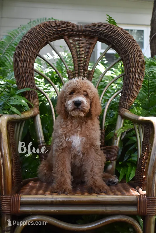 Blue – Labradoodle puppy on hold in Fort Pierce, FL