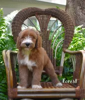 Forest, a male Labradoodle for sale in Daytona Beach, FL – 2 of 10
