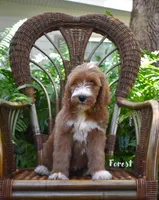 Forest, a male Labradoodle for sale in Daytona Beach, FL – 3 of 10