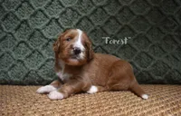 Forest, a male Labradoodle for sale in Waverly, GA – 3 of 3