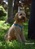Savannah, a female Labradoodle for sale in Daytona Beach, FL – 3 of 10