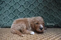 Benny, a male Labradoodle for sale in Waverly, GA – 3 of 6