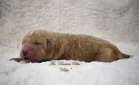 Blue, a male Labradoodle for sale in Waverly, GA – 6 of 6