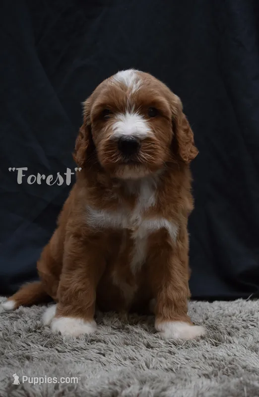 Forest – Labradoodle puppy for sale in Fort Pierce, FL