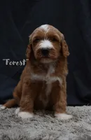 Forest, a male Labradoodle for sale in Fort Pierce, FL – 1 of 6