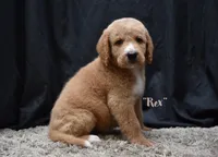 Rex, a male Labradoodle for sale in Fort Pierce, FL – 3 of 6