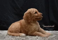 Savannah, a female Labradoodle for sale in Fort Pierce, FL – 4 of 7