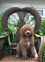 Benny, a male Labradoodle for sale in Daytona Beach, FL – 3 of 9