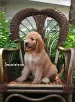 Savannah, a female Labradoodle for sale in Daytona Beach, FL – 3 of 10
