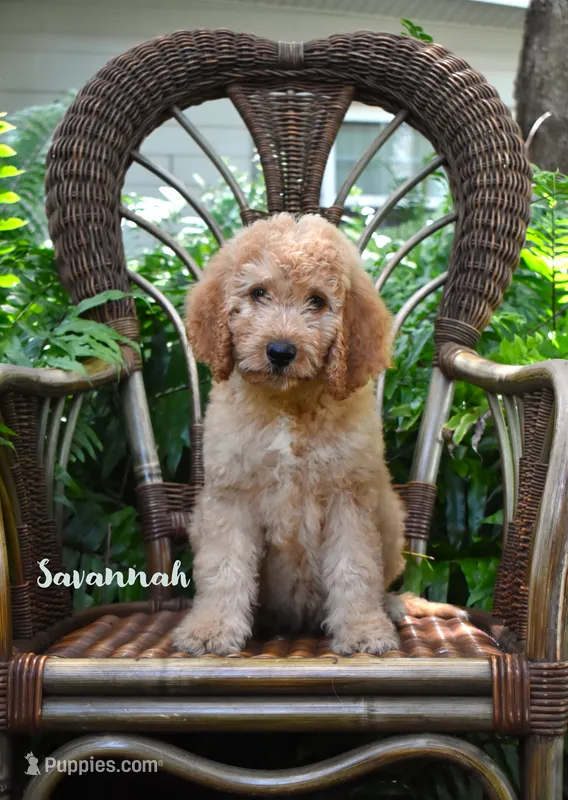 Savannah – Labradoodle puppy for sale in Fort Pierce, FL