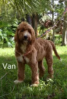 Van, a male Labradoodle for sale in Daytona Beach, FL – 3 of 10