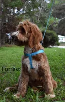 Forrest, a male Labradoodle for sale in Daytona Beach, FL – 2 of 10