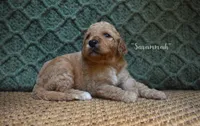 Savannah, a female Labradoodle for sale in Waverly, GA – 2 of 3