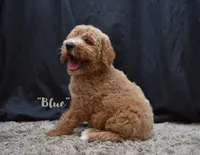 Blue, a male Labradoodle for sale in Fort Pierce, FL – 3 of 9